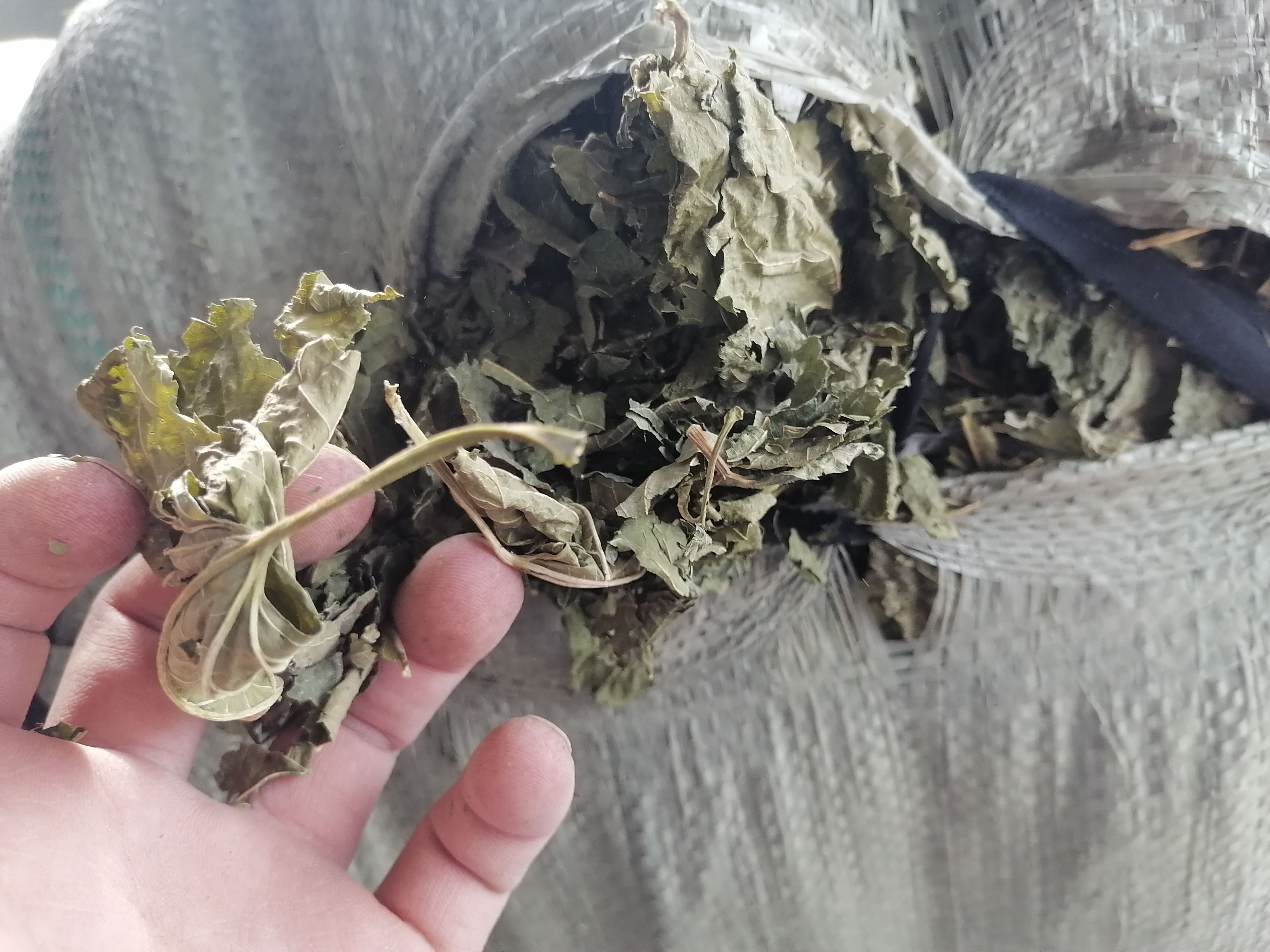  霜桑叶已全面上市，叶片形状，手工采摘，无杂质无泥土。
