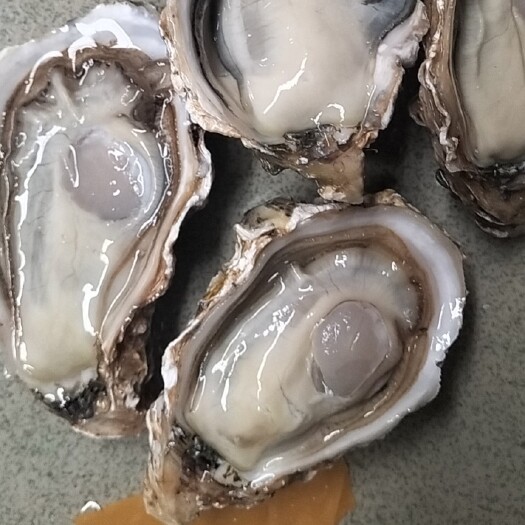佛山三倍体生蚝  乳山蚝1+价格优惠，适合各种摆摊烤蚝，肉质肥美，