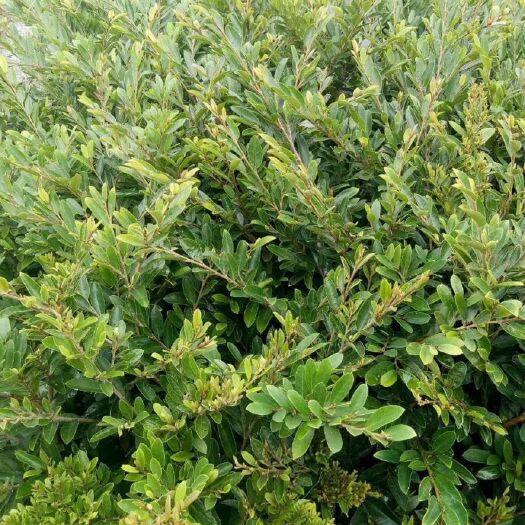 长沙中华蚊母树 苗圃直销 中华蚊母 中华蚊母小苗 蚊母小苗 各类苗木 小苗