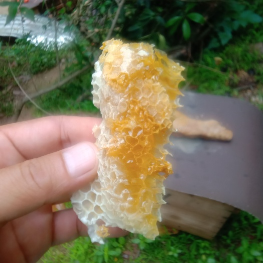 岑溪市自放养土蜂蜜龙眼蜜荔枝蜜，假一赔十