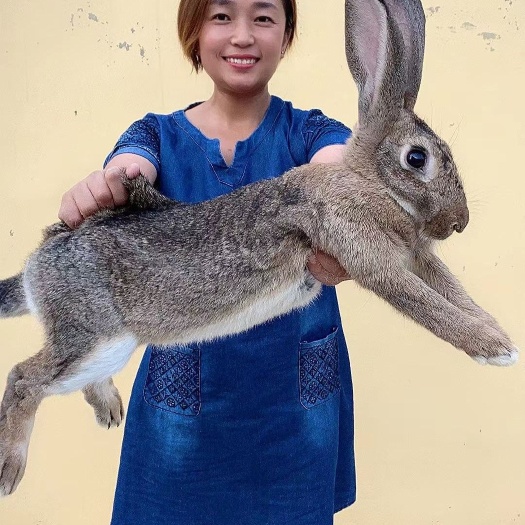 嘉祥县杂交兔  【合作养兔】比利时兔，肉兔种兔，大型巨兔，免费提供养兔设备