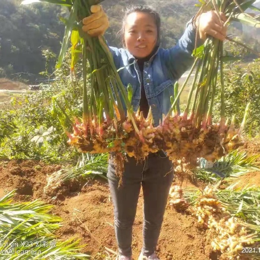 黄平县大黄姜  优质生姜批发