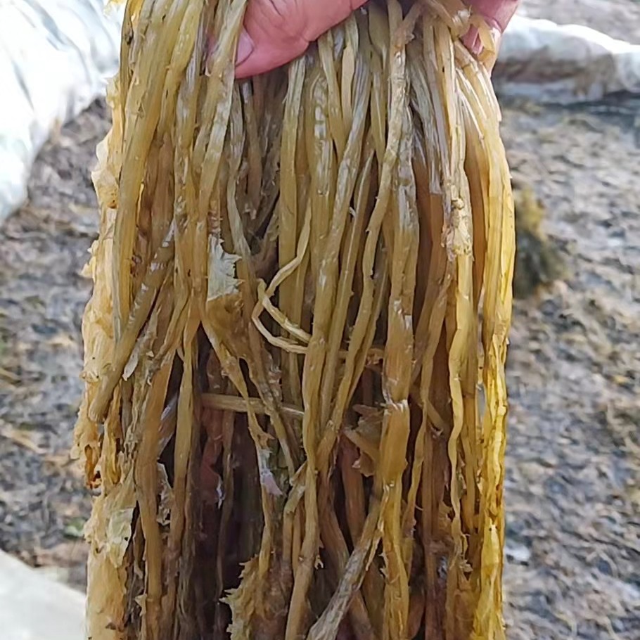 雪里红酸菜  自产自销，价优物美…