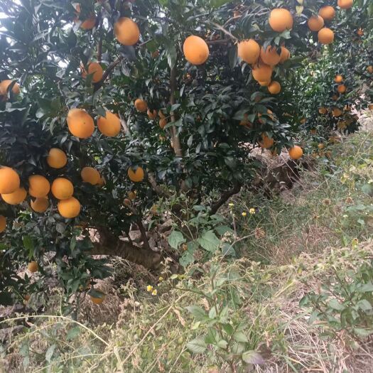 秭归县秭归水田坝脐橙，现采现发，大量供应。