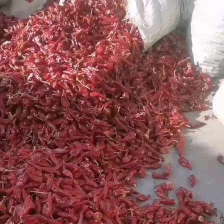 忻州 北京红干辣椒椒行好无花