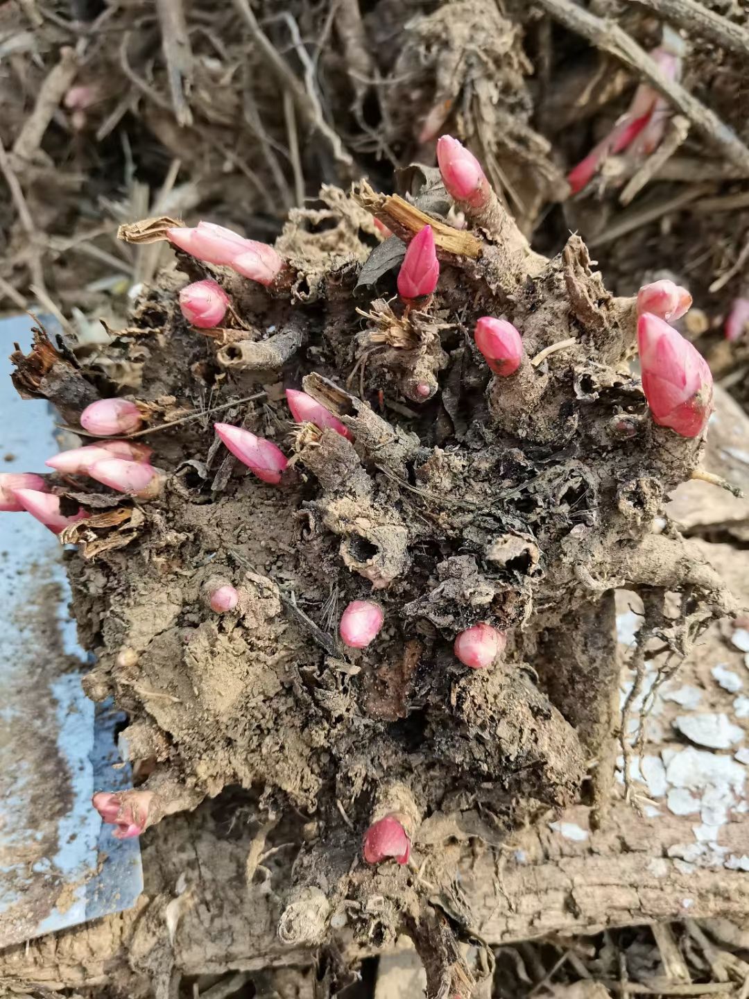 白芍  芍药芽3/5个芽头