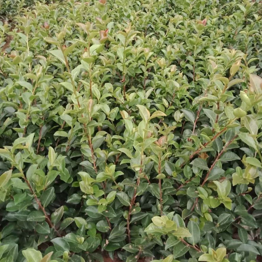  苗圃直销 茶梅小苗 茶梅苗 绿化工程用苗 各类苗木 小苗