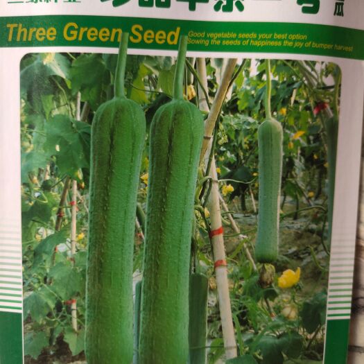  珍品早杂一号肉丝瓜种子。节节有瓜，