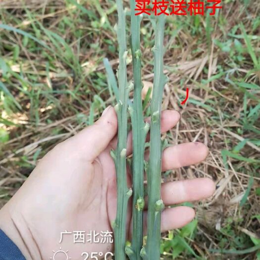 北流市泰国青柚苗  正宗泰国红宝石嫁接枝条，越南青柚嫁接枝条，嫁接苗