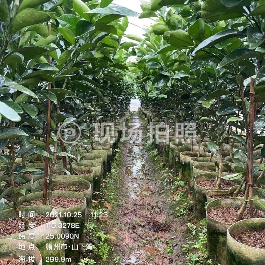 安远县赣南脐橙苗三年大苗可直接挂果