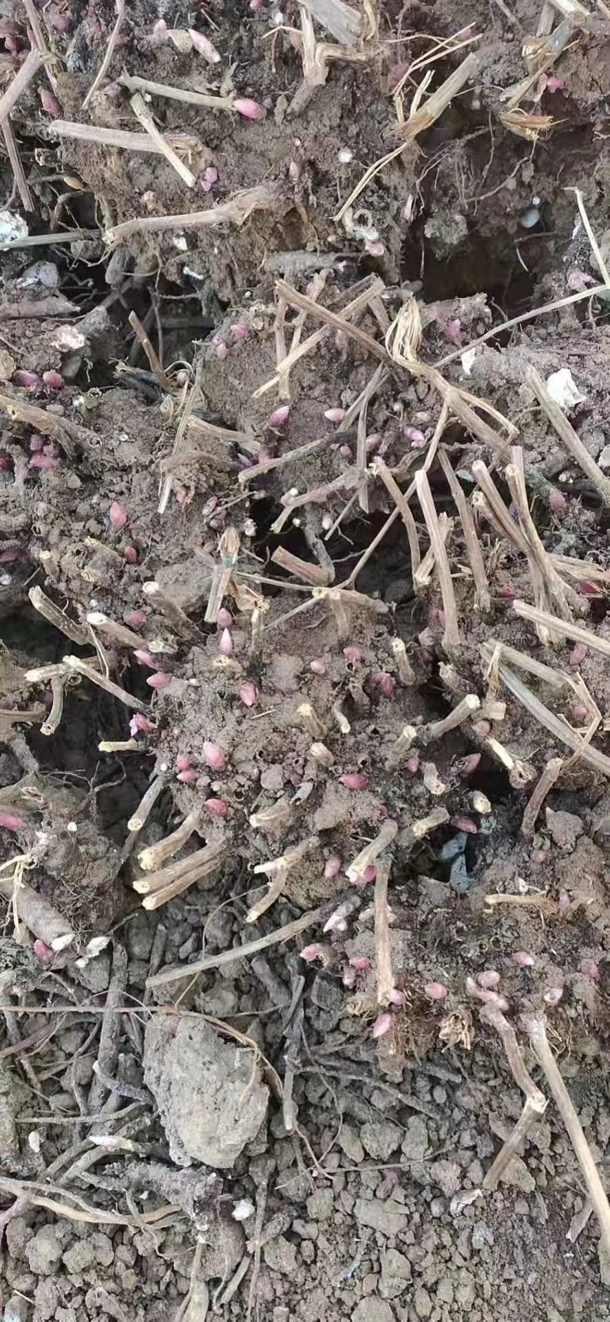 白芍  芍药芽3/5个芽头