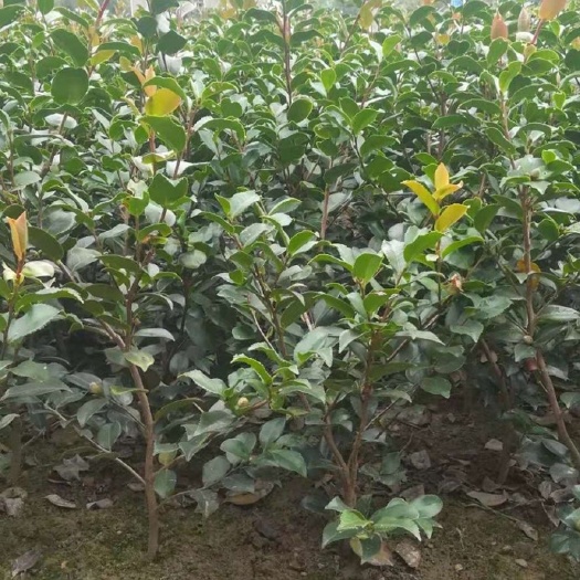 长沙 苗圃直销 茶梅小苗 茶梅苗 绿化工程用苗 各类苗木 小苗
