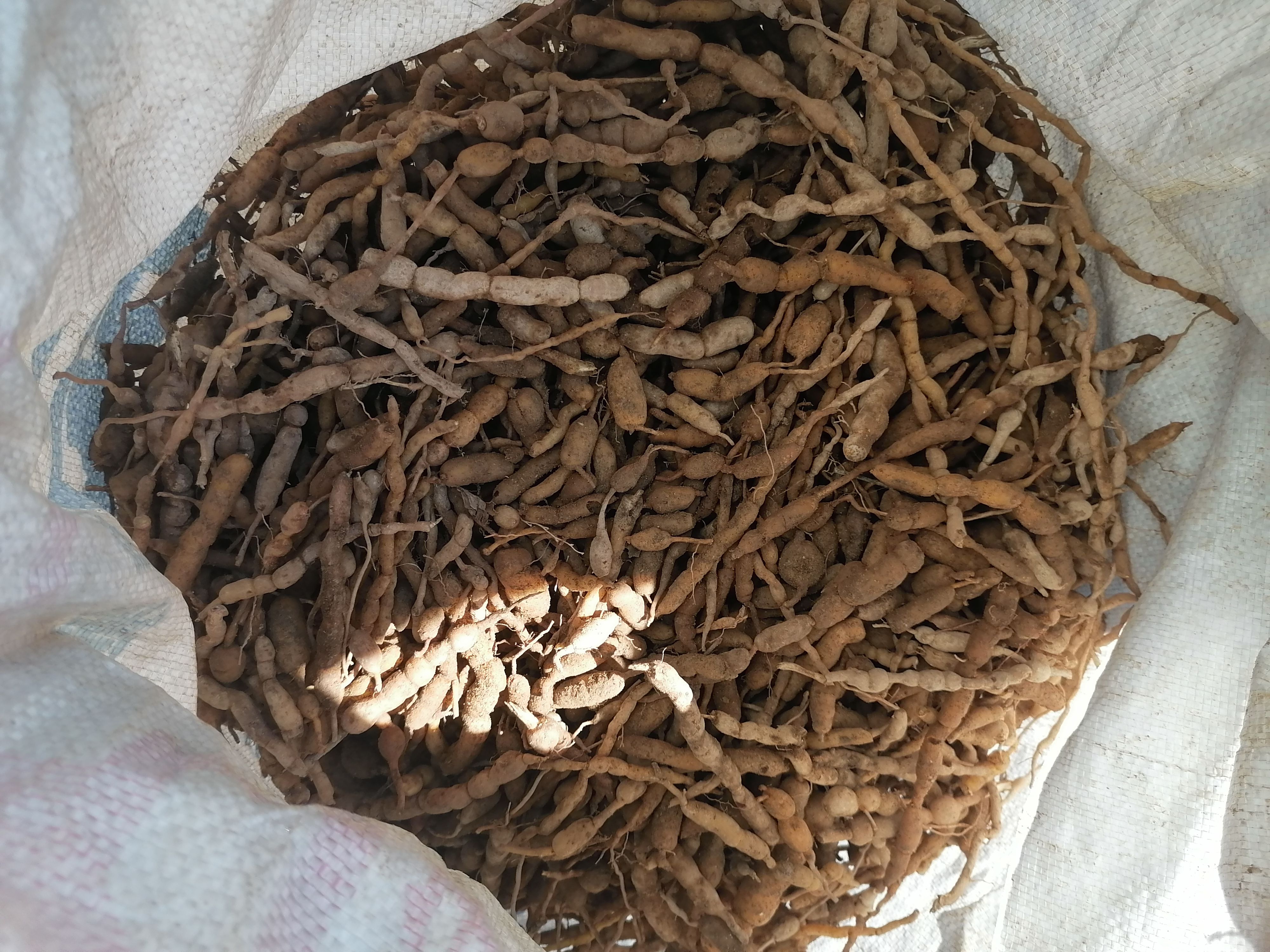 鸡筋参，黄脚鸡，黄鸡胖，黄鸡郎，虎刺，巴戟