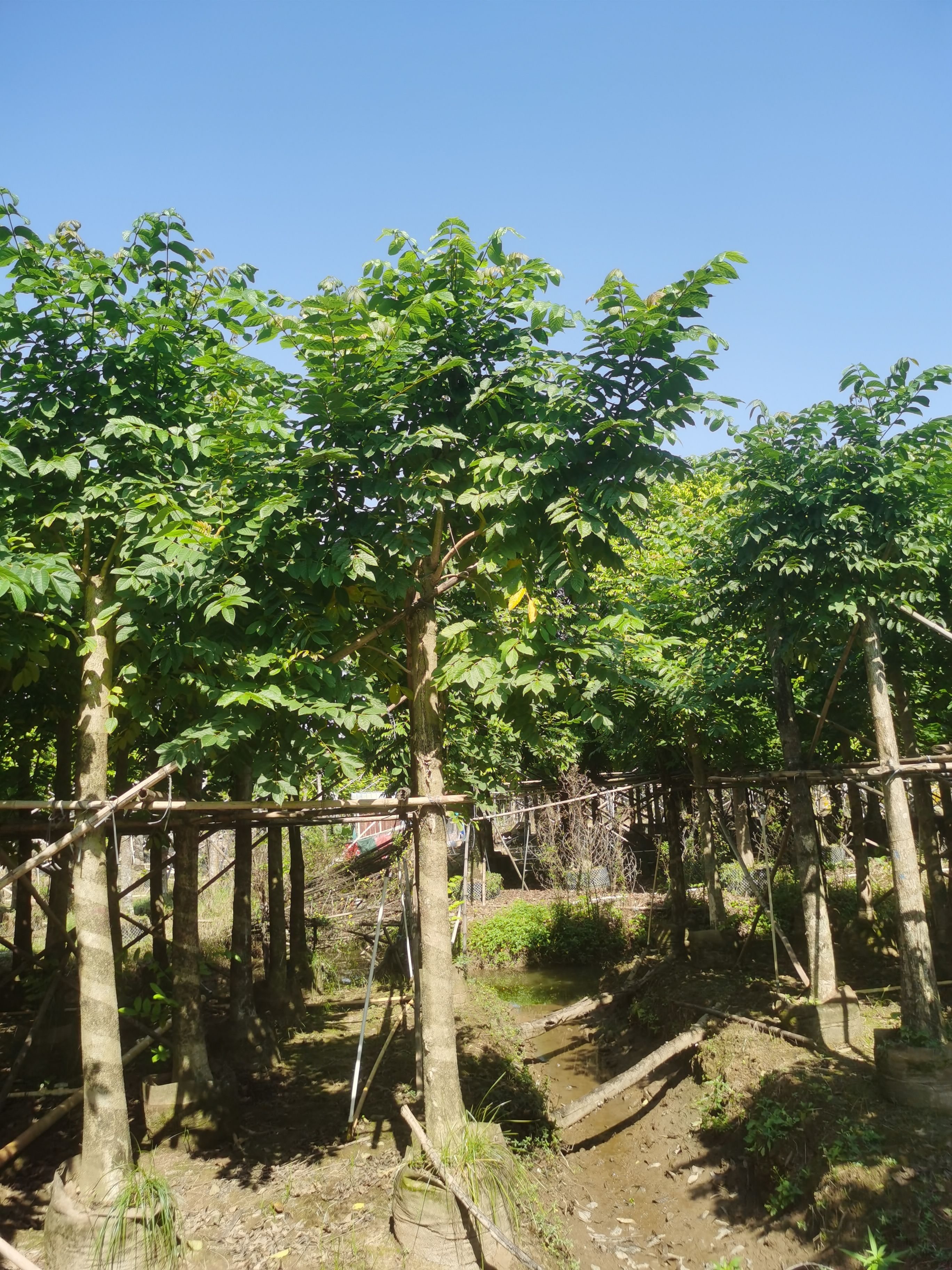  火焰木树 胸经（12一18）分袋苗