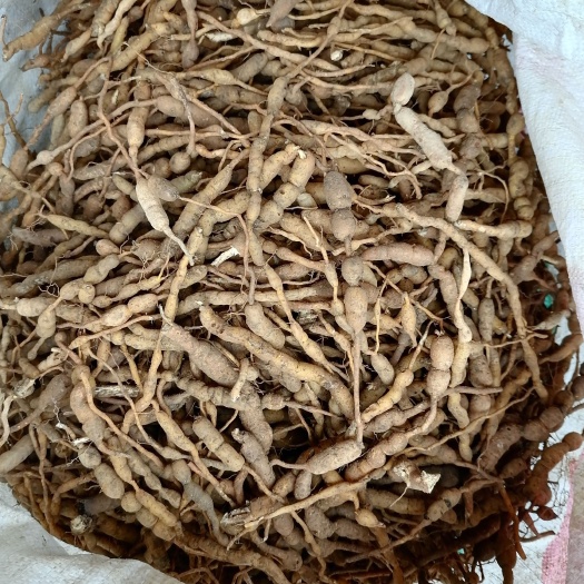 绣花针  鸡筋参，虎刺，秀花针