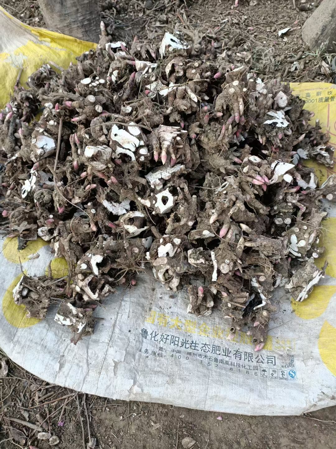 白芍  芍药芽3/5个芽头