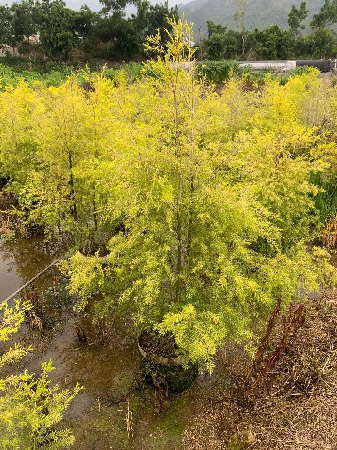 漳州 高度1米~1.2米 自然形黄金宝树价格 黄金香柳基地 千层金