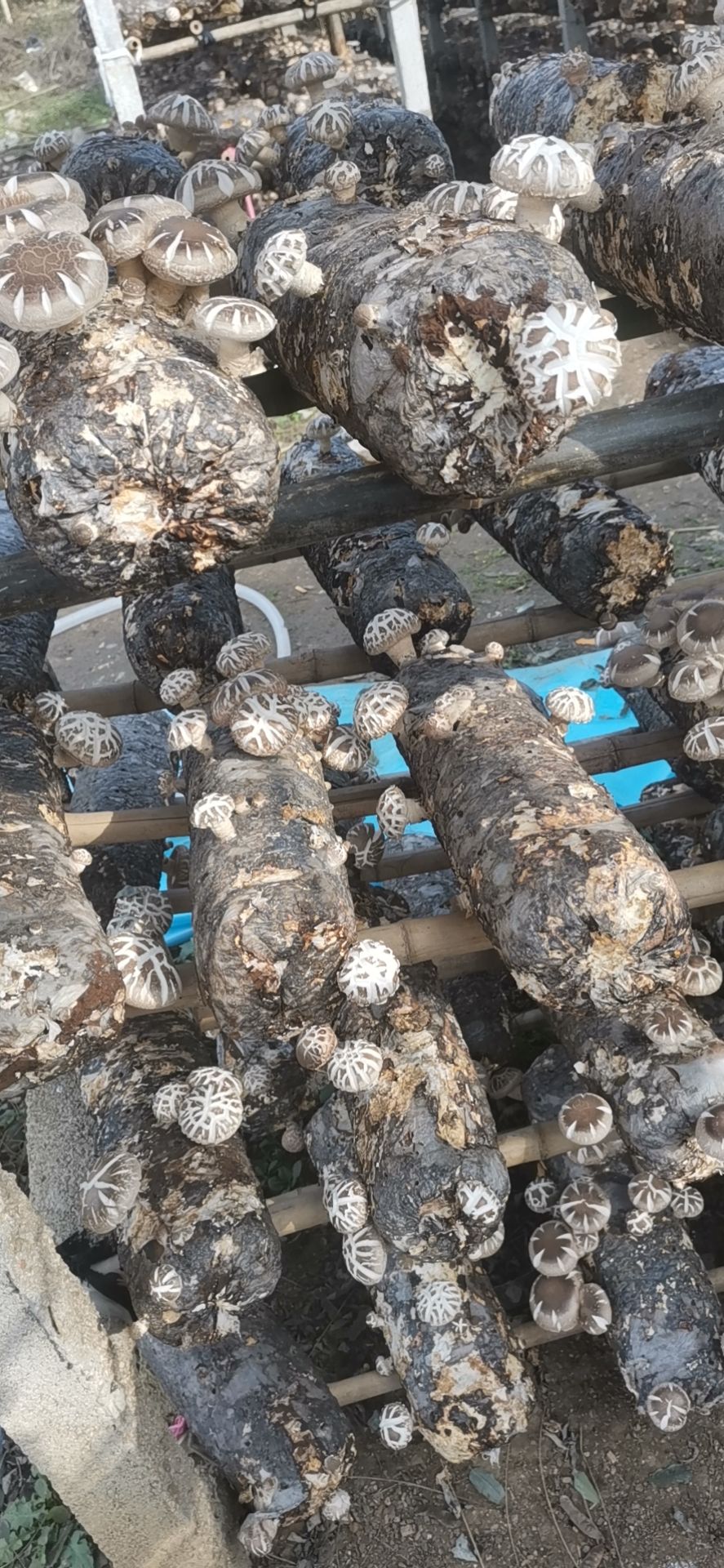  产地直发3.5—4.0平剪春栽花菇烘干机烘干手工挑选