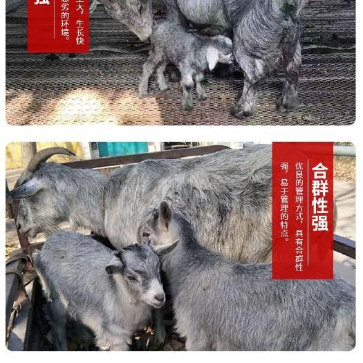 平阴县青山羊价格，羊羔多胎，好饲养！出肉率好