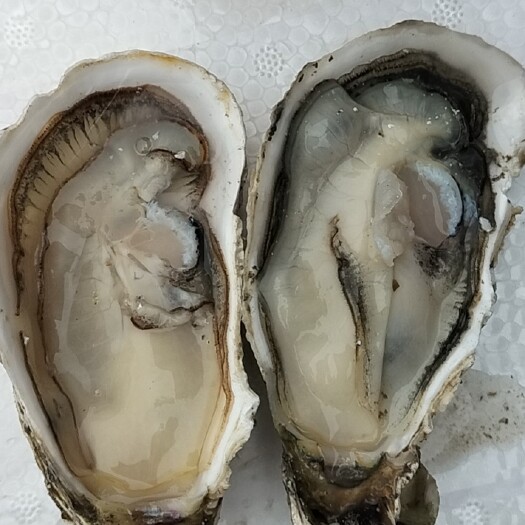 佛山三倍体生蚝  正宗乳山蚝2+，适合高压锅生蚝，烧烤专用，各种规格有货，
