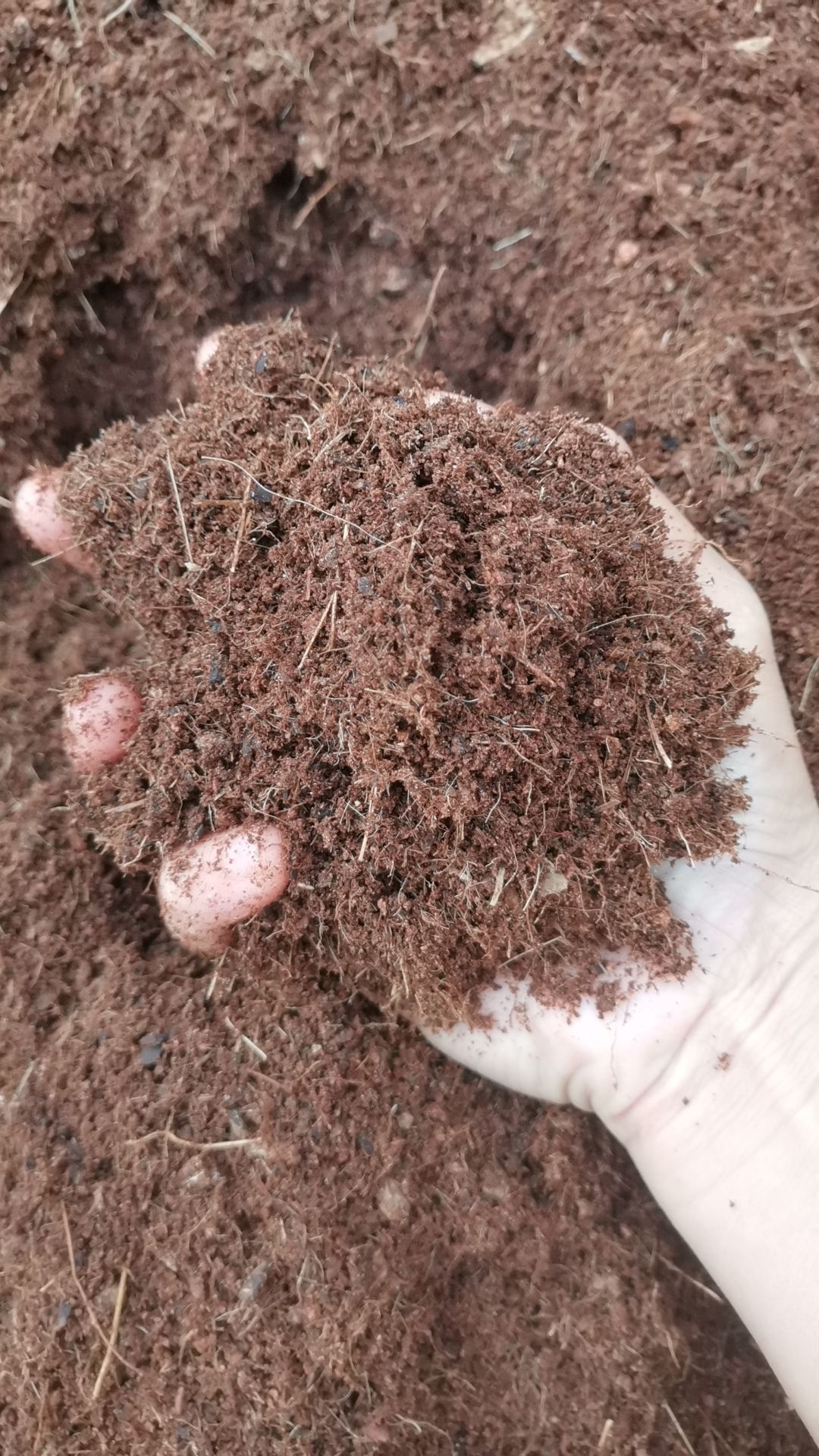  供应海南细椰糠,细椰糠适合应用于季瓜菜水果育苗,种植绿萝等