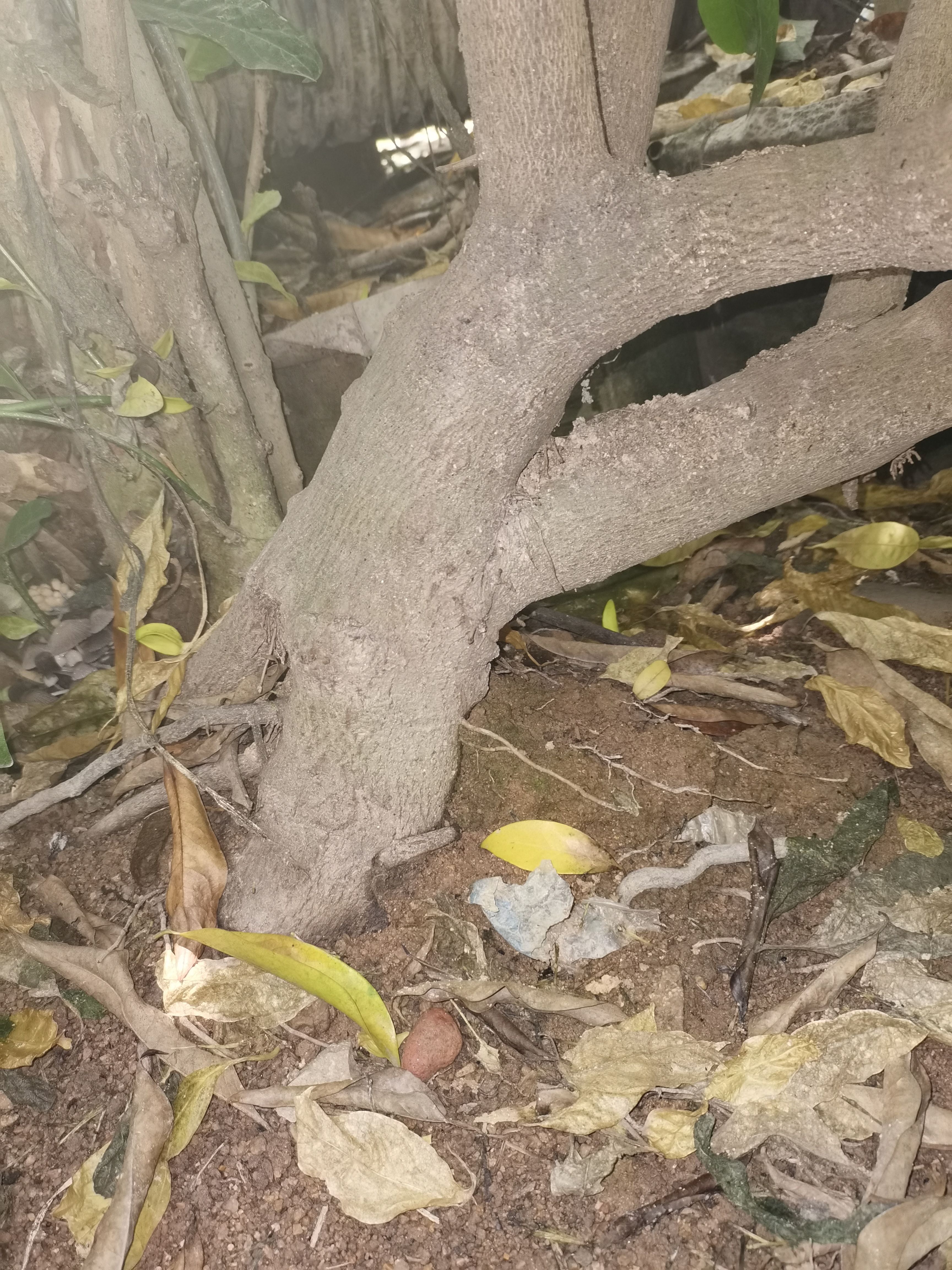 附石盆景 鹰爪花  香水树，芳香植物 攀高枝树，高端绿化
