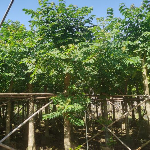 中山市 火焰木树 胸经（12一18）分袋苗