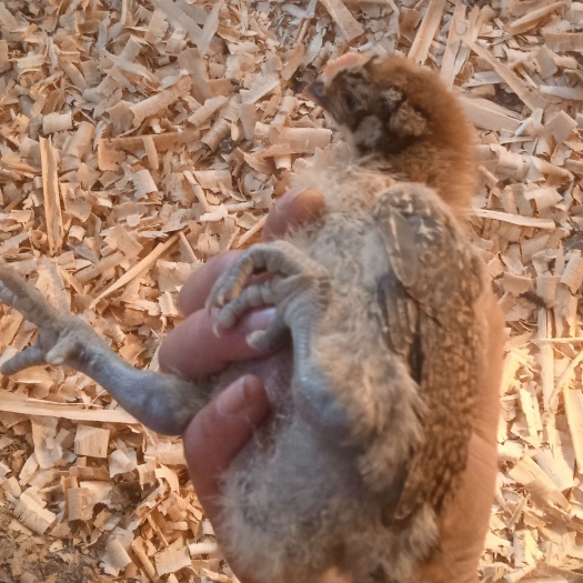 大英县麻鸡苗  脱温鸡苗