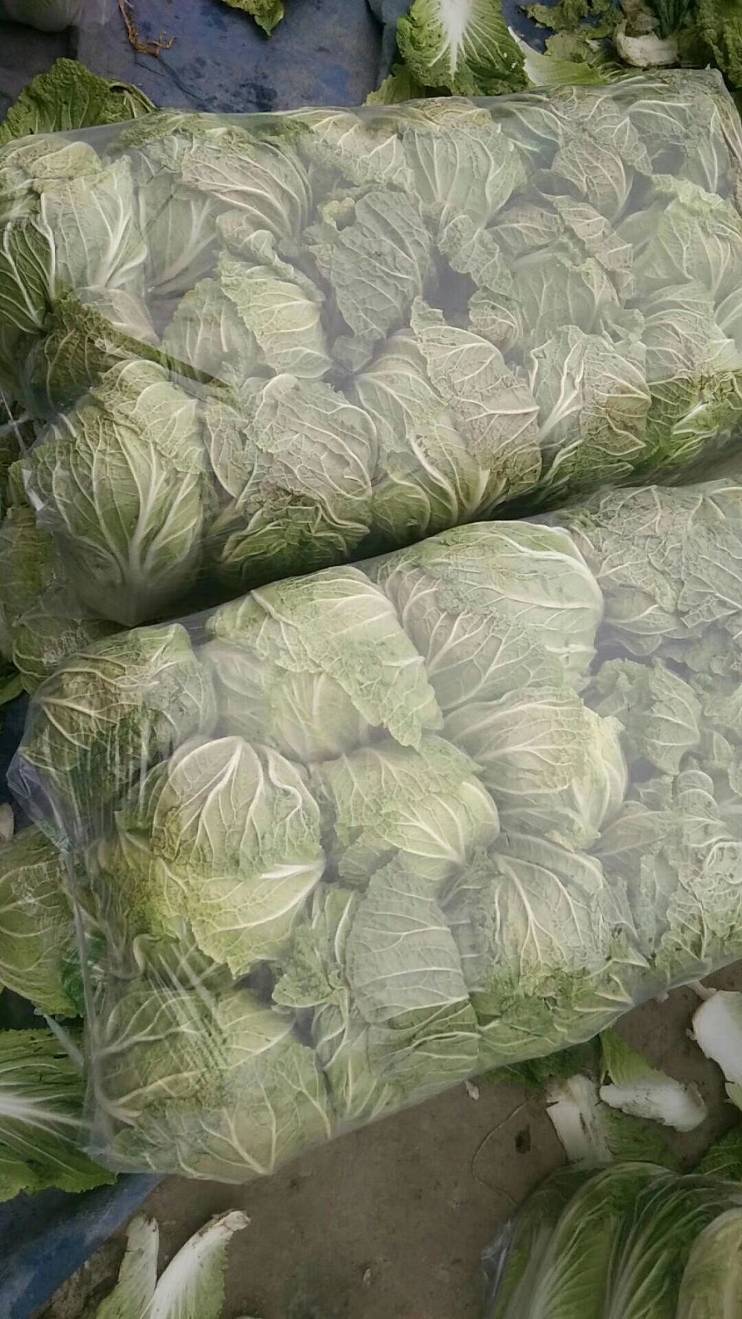 青杂三号白菜  襄阳青杂三号，黄心菜，2.5-6斤