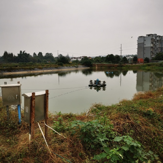 眉山农场 虾池转