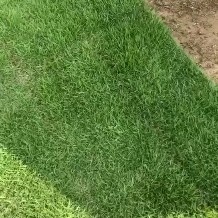 钟山县马尼拉草皮 马尼拉