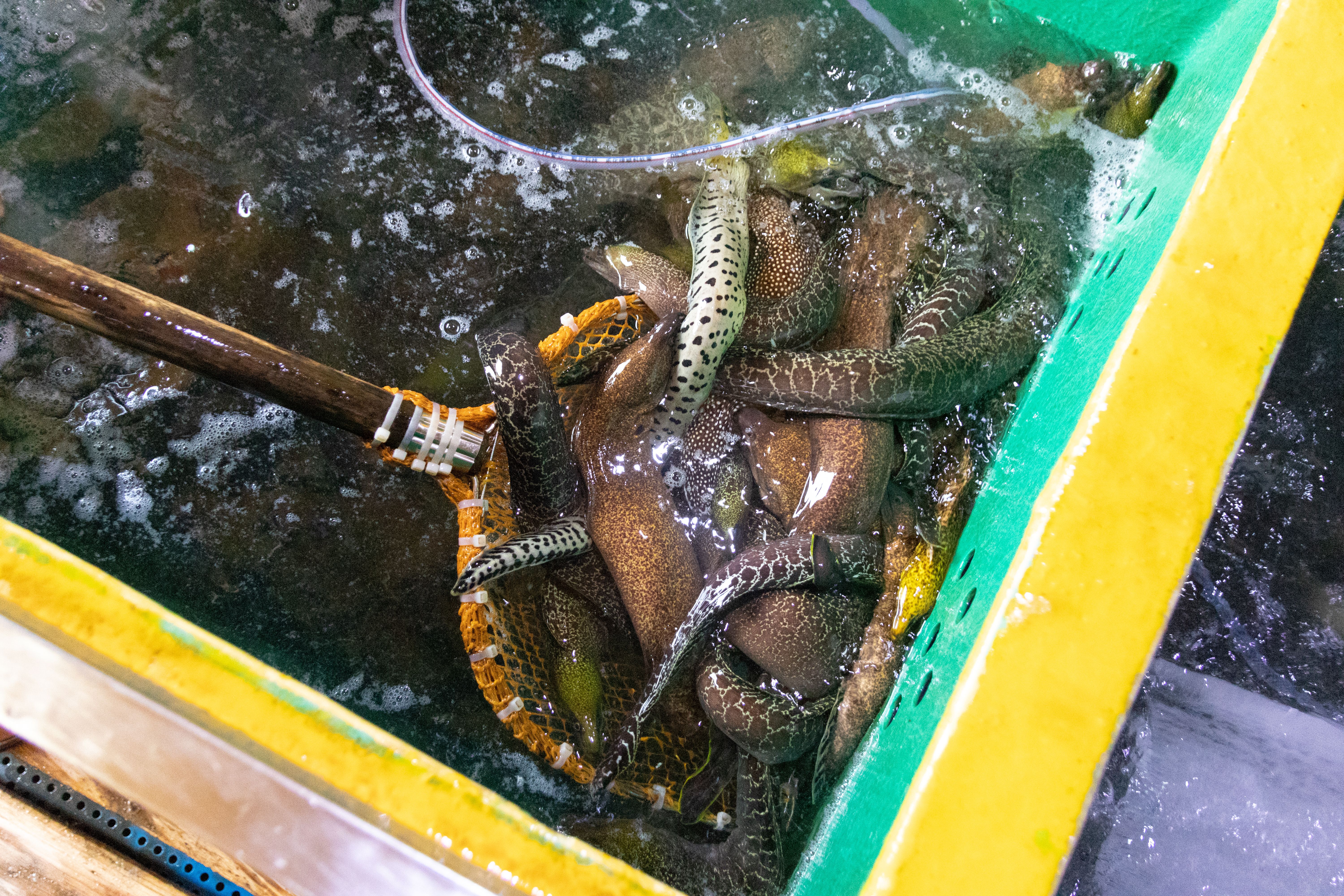 琼海市西沙海鳗-冷冻批发厂家-海南海鳗供应商家