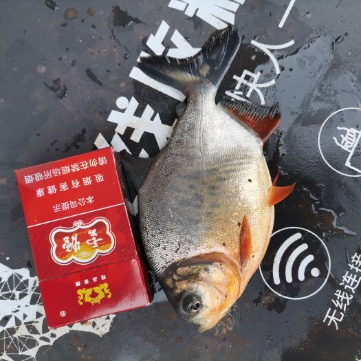 攸县白鲳鱼 水库澎化料养殖，味鲜美，体型靓，现在8两到1.3斤／条