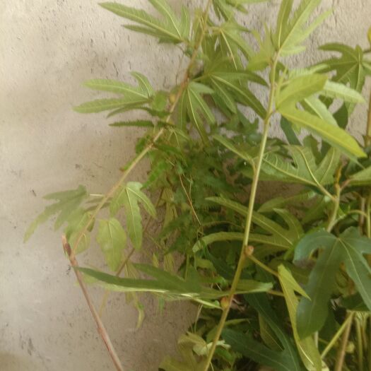 紫金县五指毛桃 