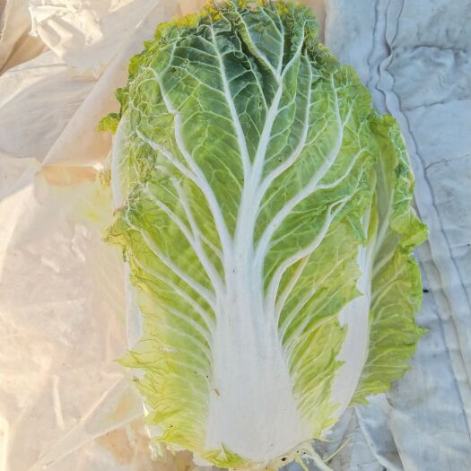 武威 自产自销黄心大白菜