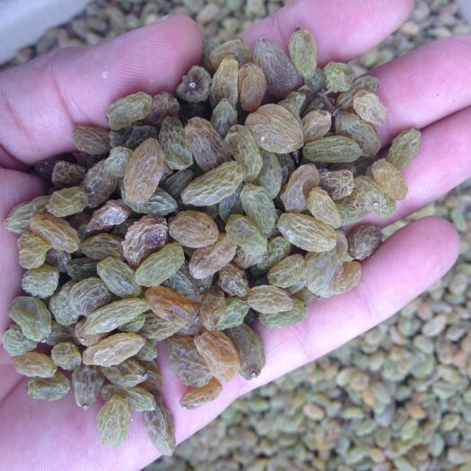 乌鲁木齐绿葡萄干  葡萄干