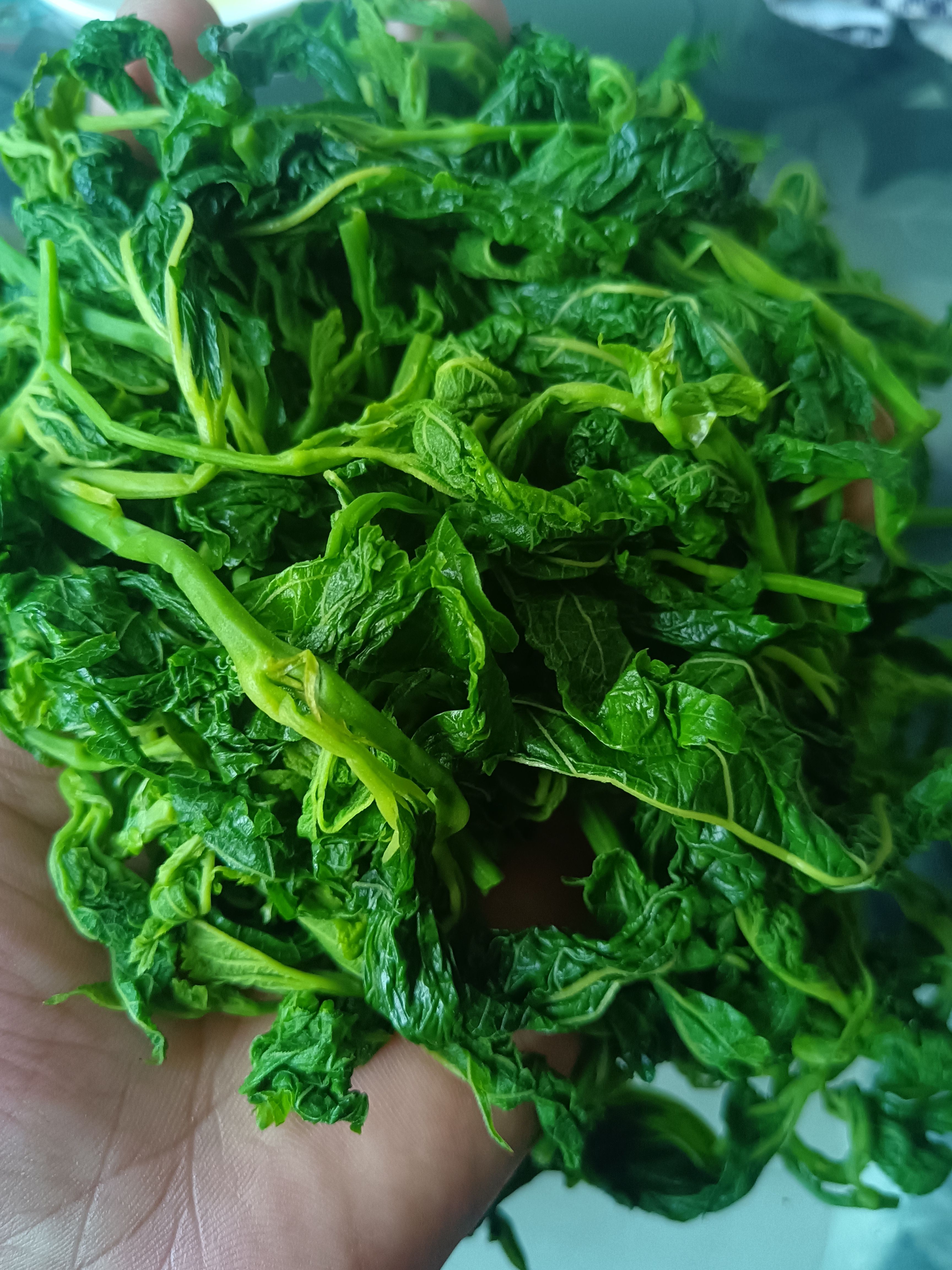 食品级桑叶当季农家桑芽菜桑叶菜新鲜菜批发健康嫩芽酒店餐厅特色