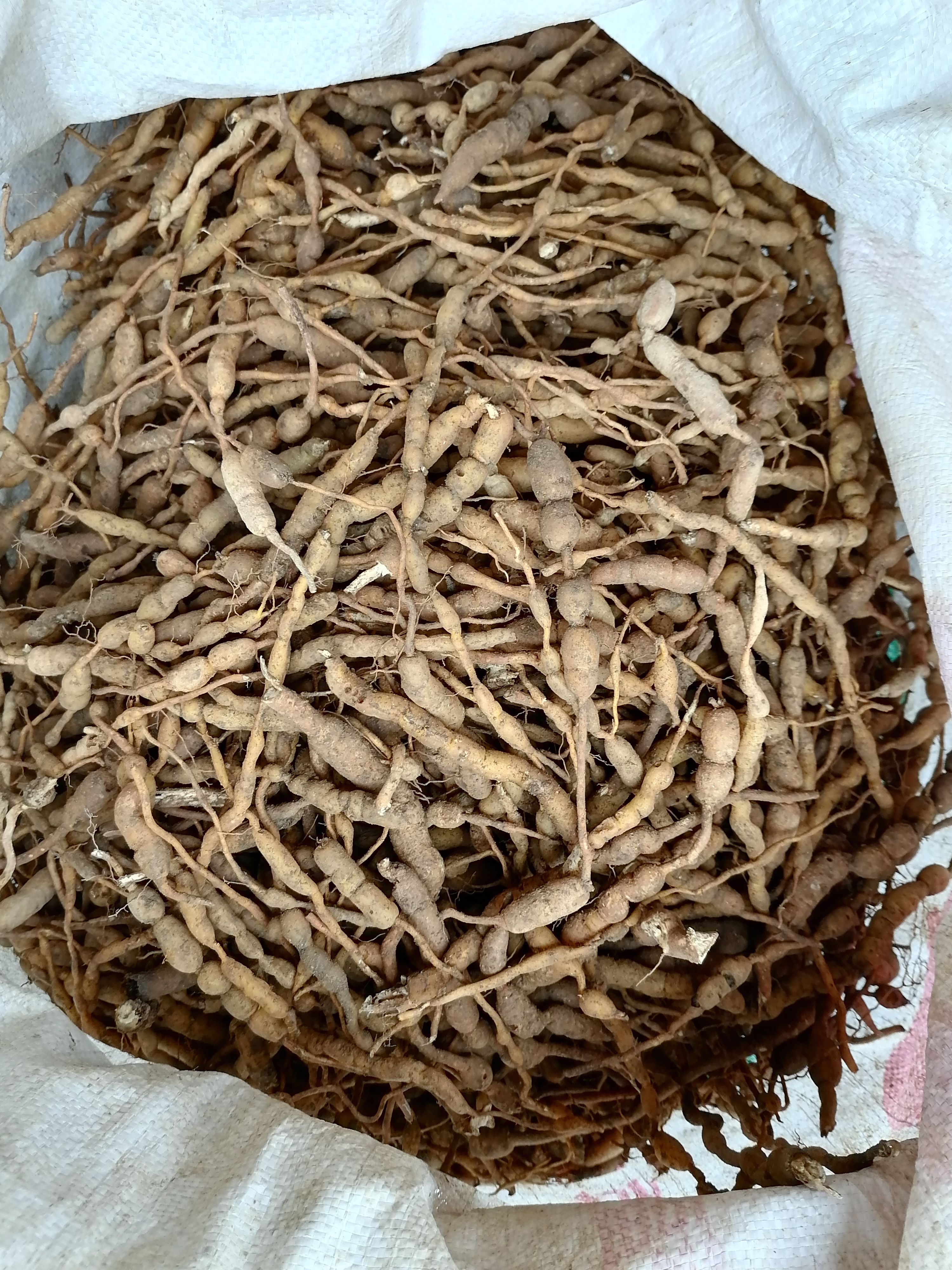 鸡筋参，黄脚鸡，黄鸡胖，黄鸡郎，虎刺，巴戟