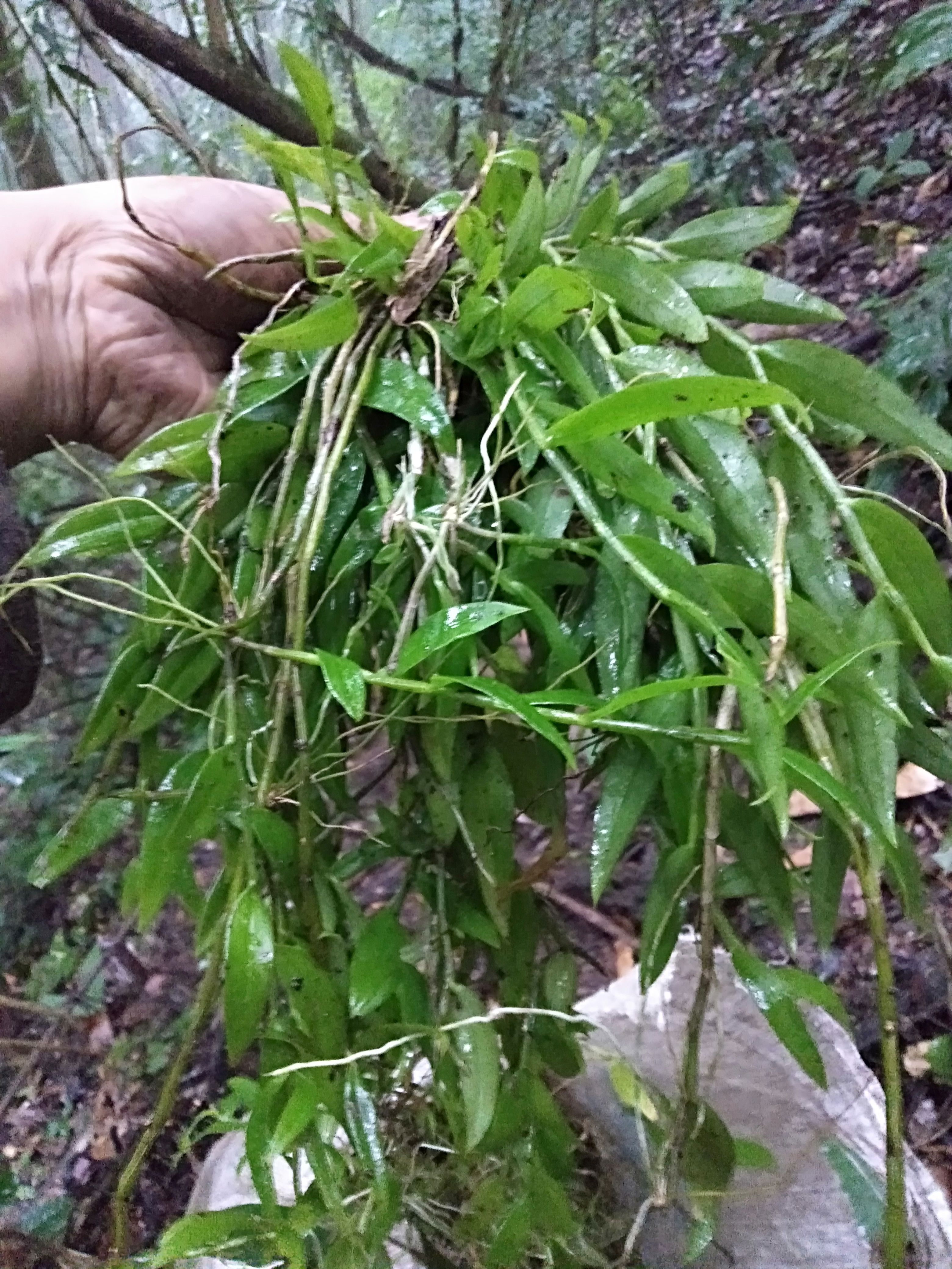 美花石斛  云南高山美花石斛