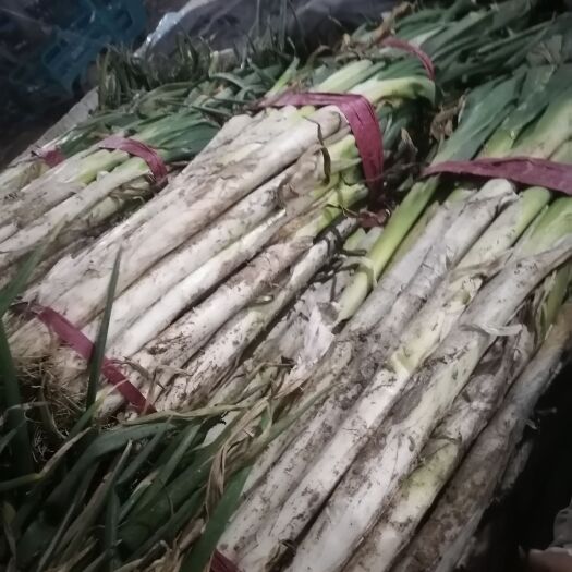 大葱，长白大葱，山东聊城产地，货源充足，产地直销，代收代发