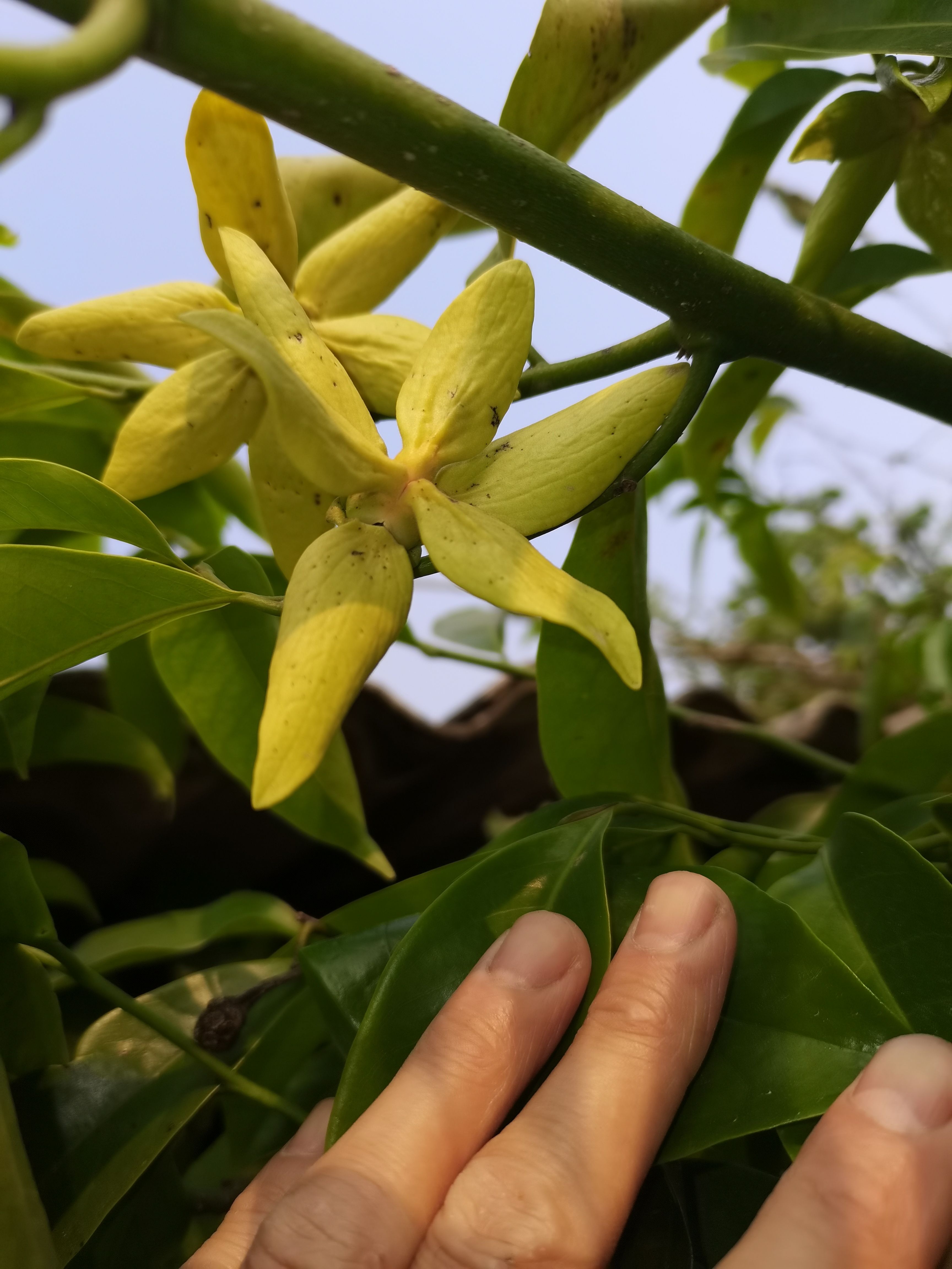 附石盆景 鹰爪花  香水树，芳香植物 攀高枝树，高端绿化