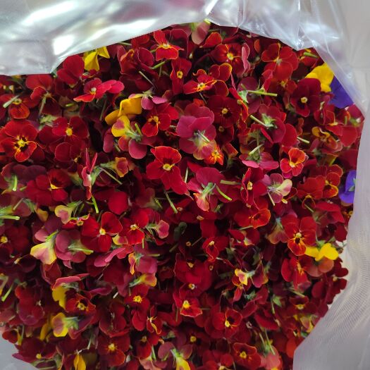 莒南县 三色堇食用鲜花，特菜