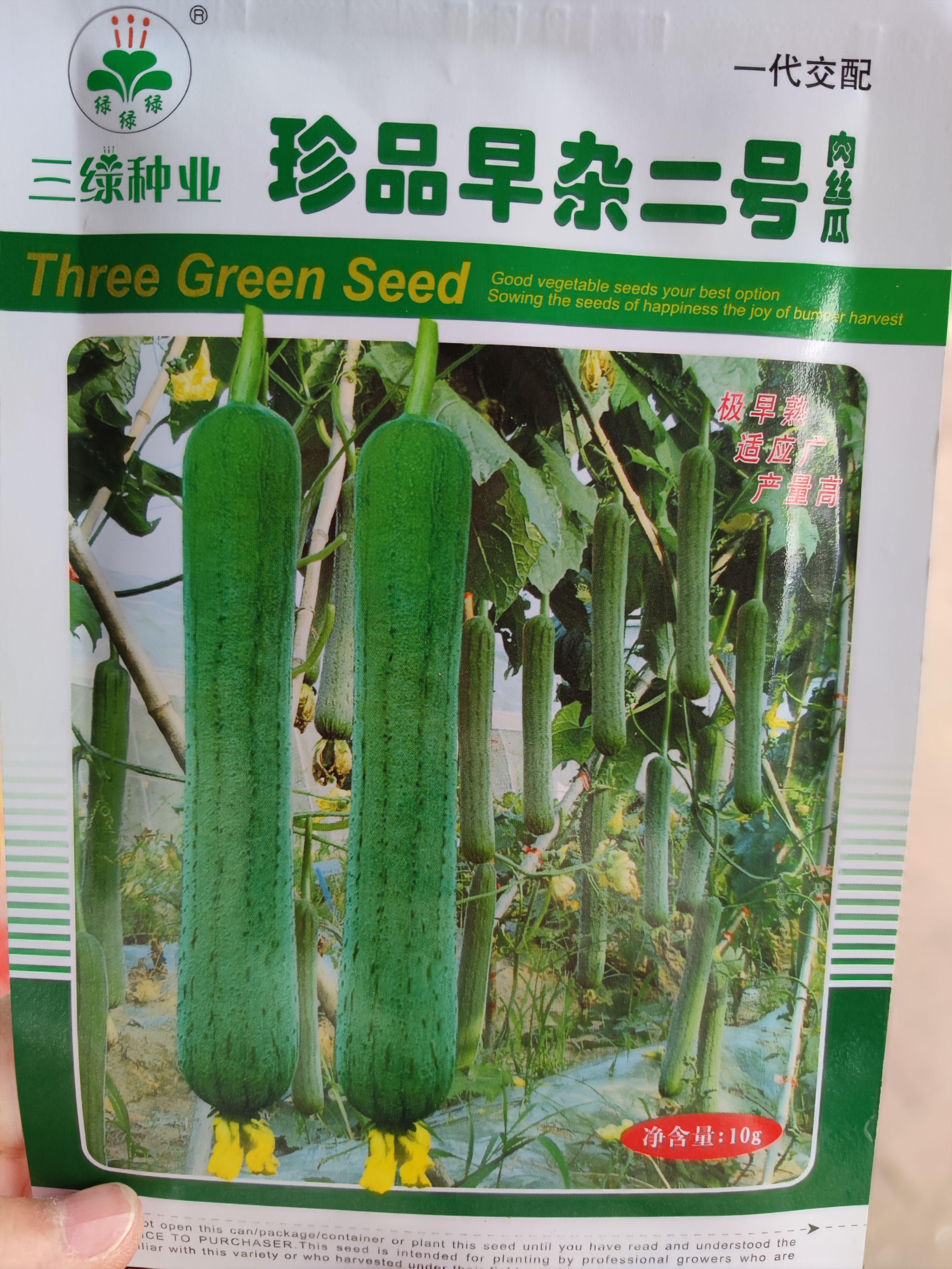 珍品早杂一号肉丝瓜种子，瓜皮绿色微皱披瓜霜，肉白嫩味清甜。
