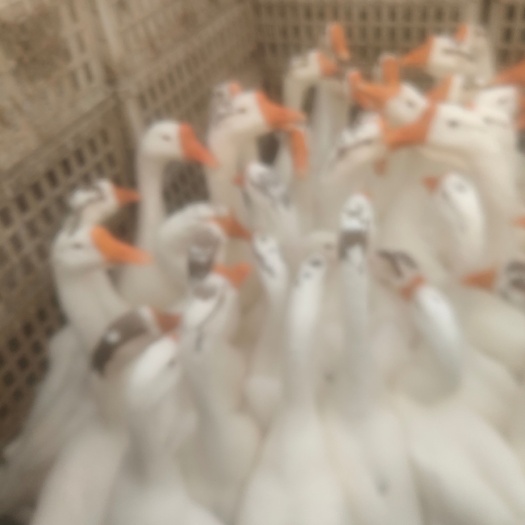 徐州鹅 8-10斤 商品鹅（肉鹅） 公母混合 半圈养半散养 
