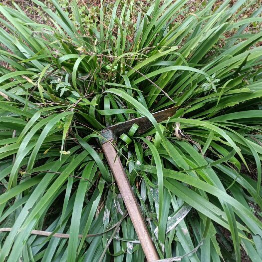 大竹县石菖蒲