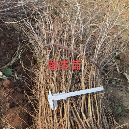 赞皇县 酸枣苗