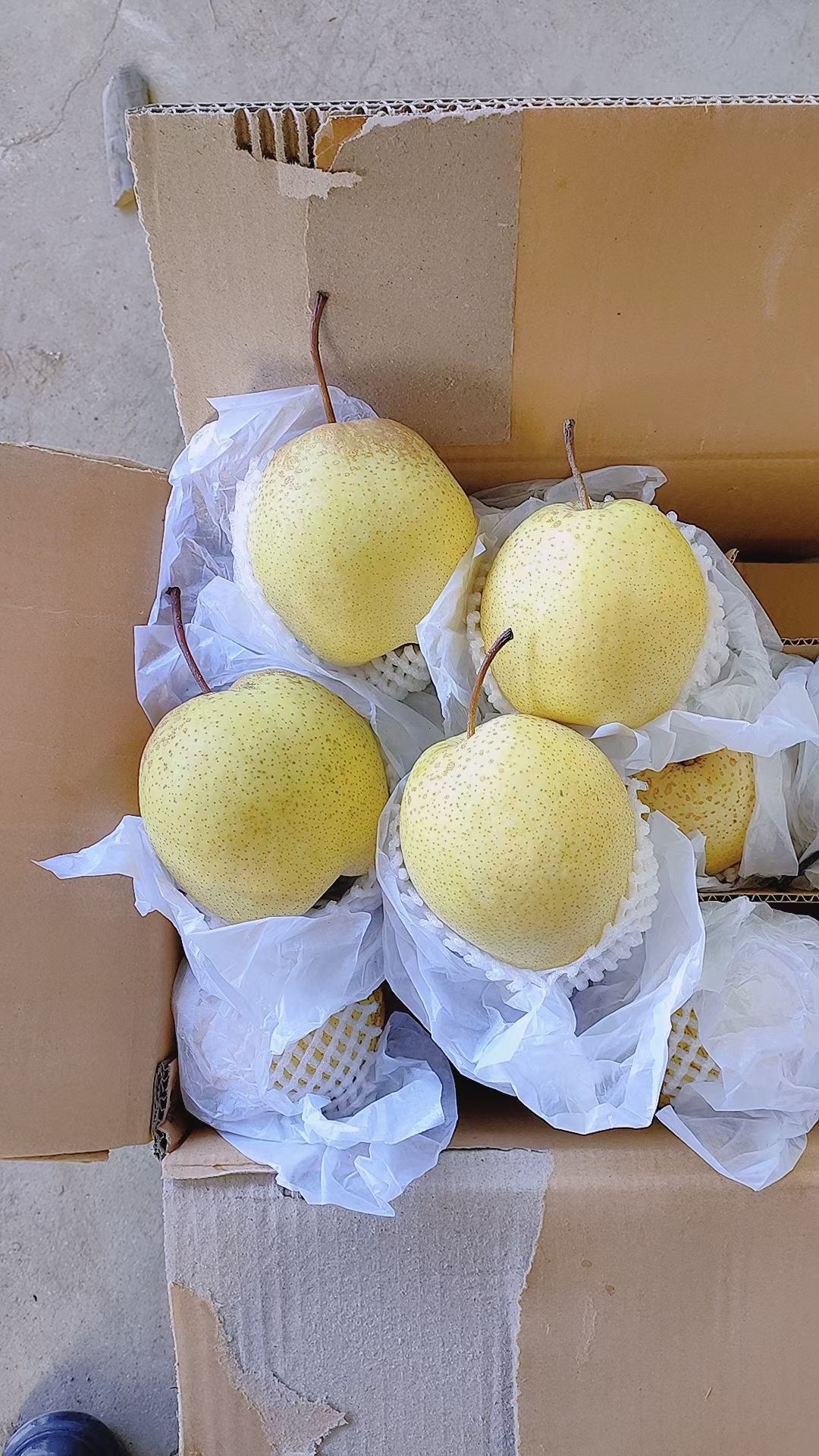 赵州雪花梨  冰糖雪梨 脆甜可口 果面干净 发车快