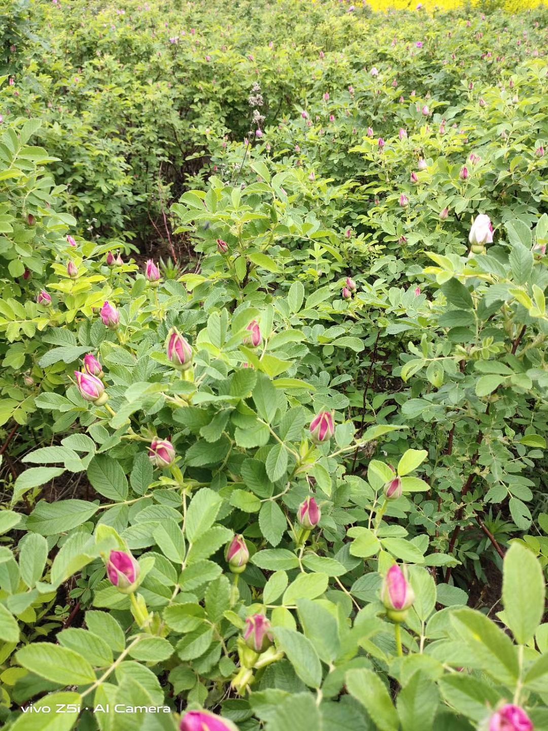 产地批发 冷香玫瑰 紫枝玫瑰 耐寒花灌木 规格全 一站式采购