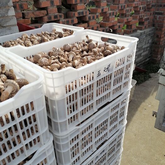 舞阳县白玉菇 优质香菇生产基地大量供应各规格香菇