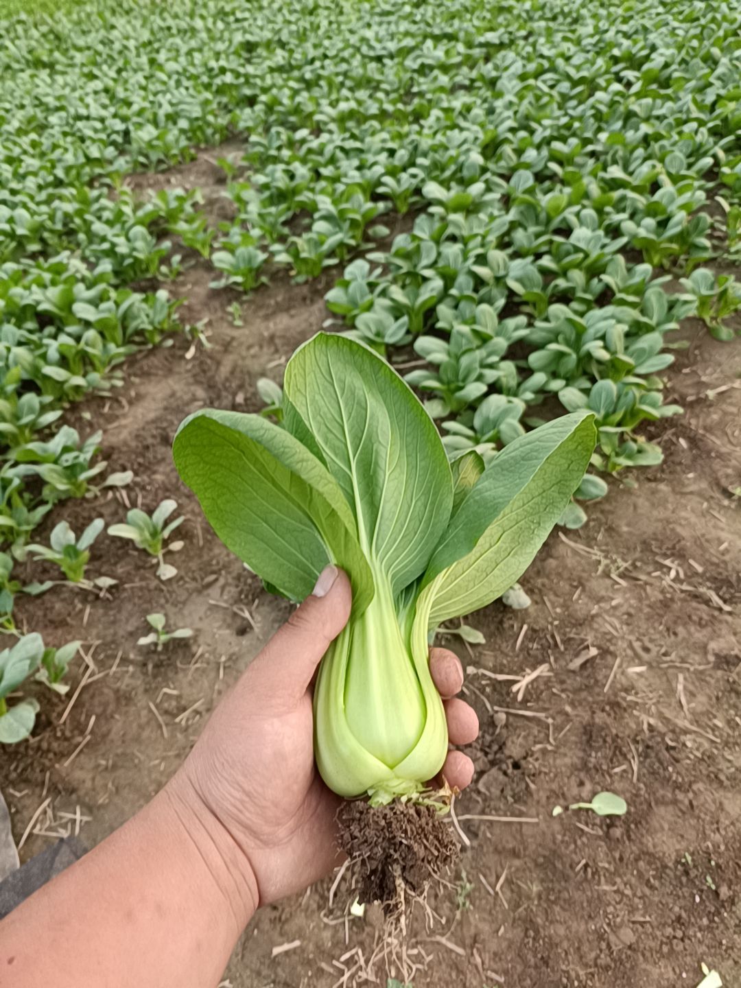 小白菜  精品上海青